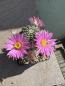 Preview: Echinocereus pulchellus weinbergii